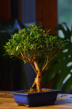 Kokedama Bonsai Cerejeira 9 anos