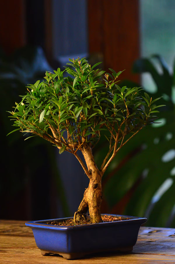 Kokedama Bonsai Cerejeira 9 anos