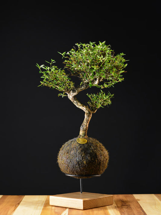Kokedama Bonsai Serissa 10 anos