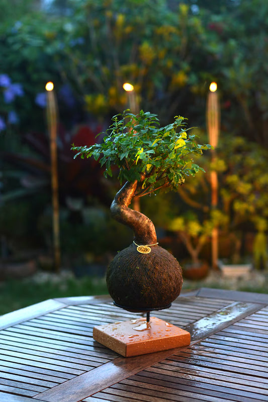 Kokedama Bonsai Ligustro 9 anos