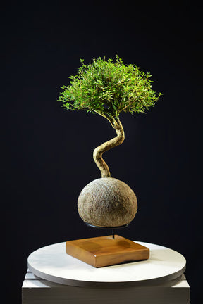 Kokedama Bonsai Serissa 10 anos