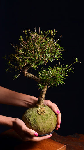 Kokedama Bonsai Serissa 10 anos