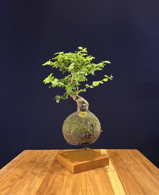Kokedama Bonsai Ligustro 5 anos