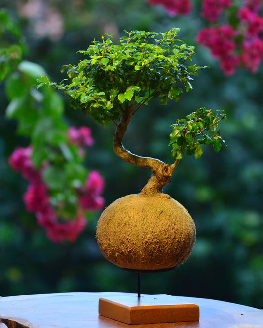 Kokedama Bonsai Ligustro 5 anos