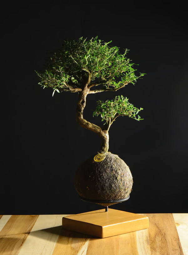 Kokedama Bonsai Serissa 10 anos