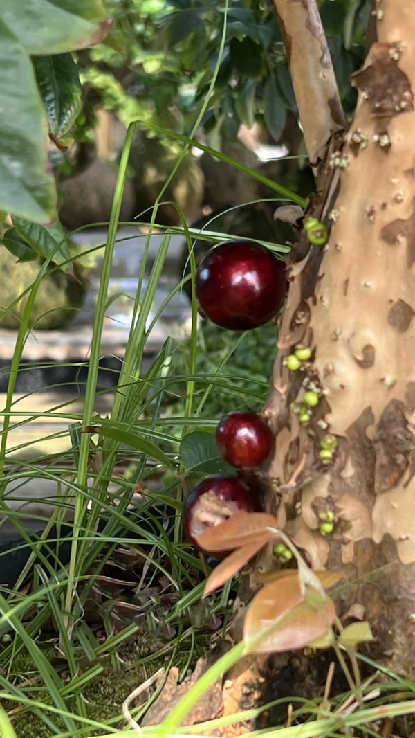 Kokedama Bonsai Jabuticaba 20 anos