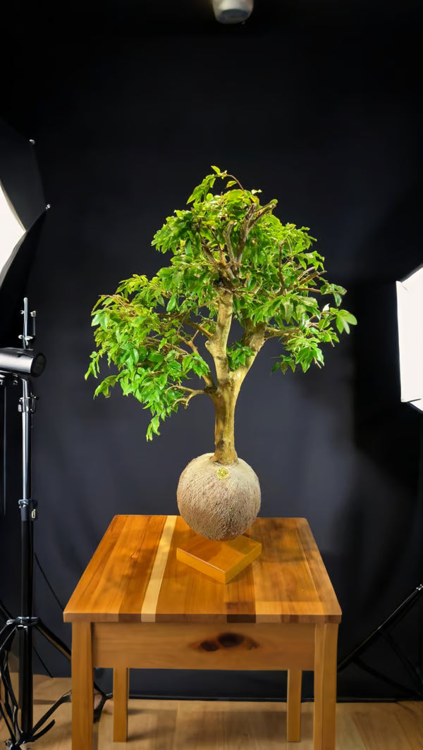 Kokedama Bonsai Jabuticaba 20 anos