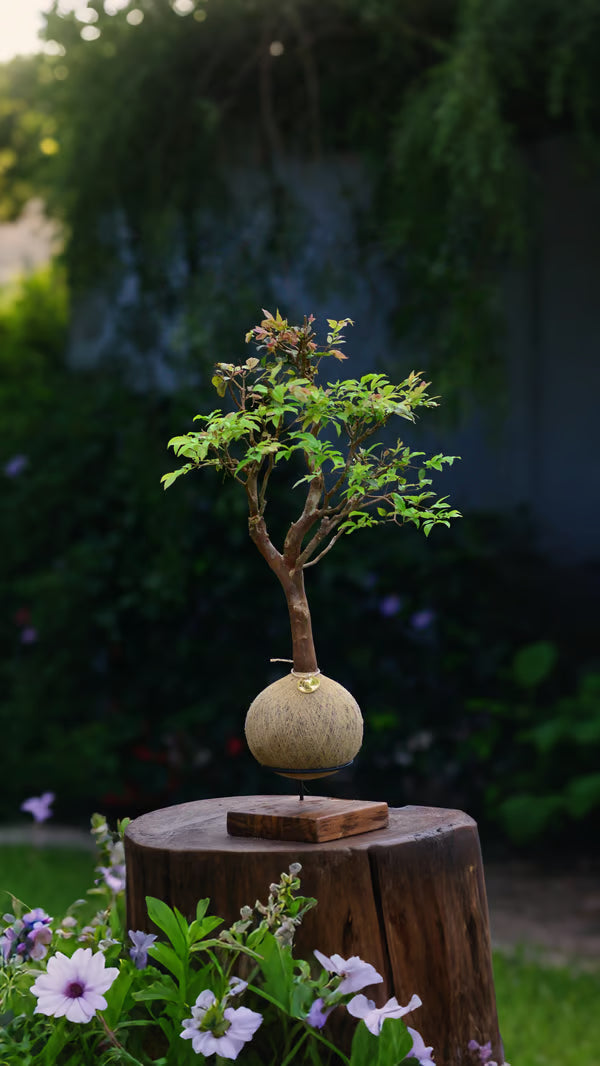 Kokedama Bonsai Jabuticaba 20 anos