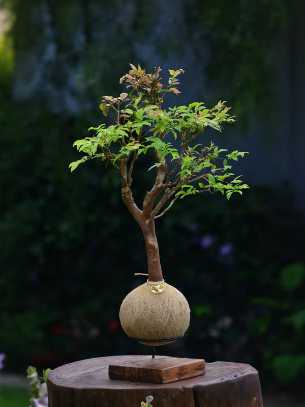 Kokedama Bonsai Jabuticaba 20 anos