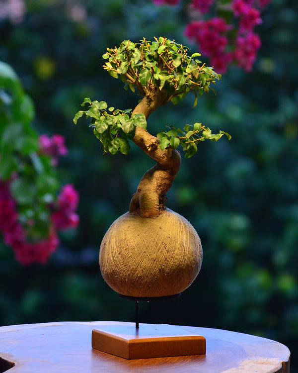 Kokedama Bonsai Ligustro 14 anos