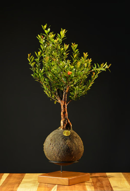 Kokedama Bonsai Cerejeira 9 anos