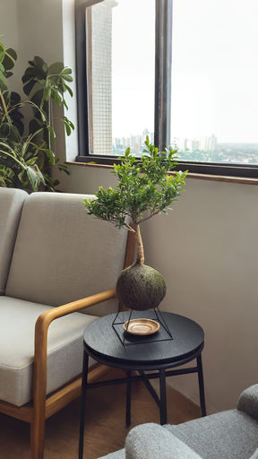 Kokedama Bonsai Cerejeira 9 anos