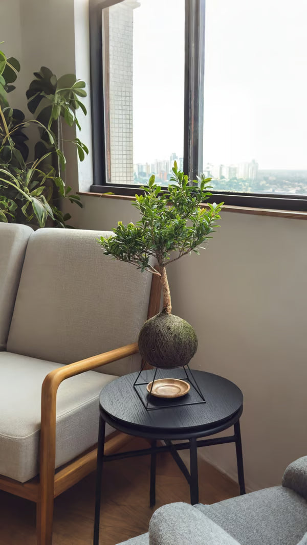 Kokedama Bonsai Cerejeira 9 anos