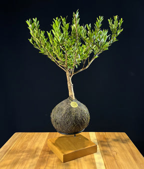 Kokedama Bonsai Cerejeira 9 anos