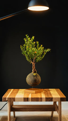 Kokedama Bonsai Cerejeira 9 anos
