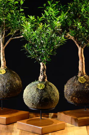 Kokedama Bonsai Cerejeira 9 anos