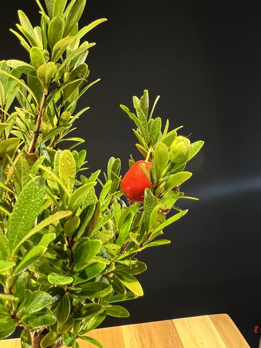 Kokedama Bonsai Cerejeira 9 anos