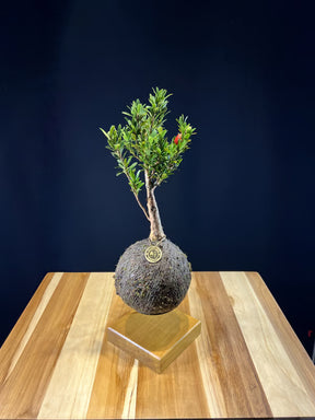 Kokedama Bonsai Cerejeira 9 anos