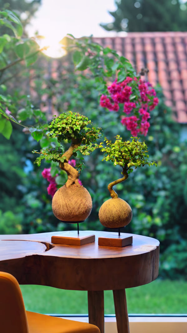 Kokedama Bonsai Familia - Composto de 2 ou 3 bonsais
