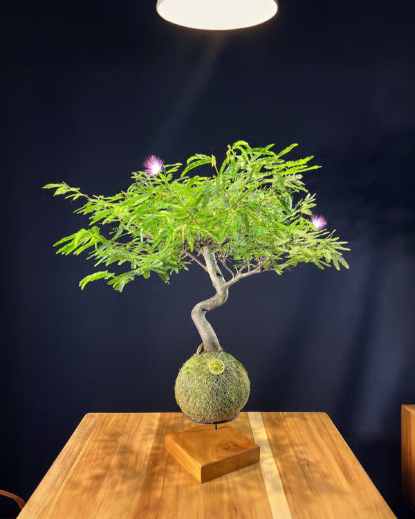 Kokedama Bonsai Caliandra